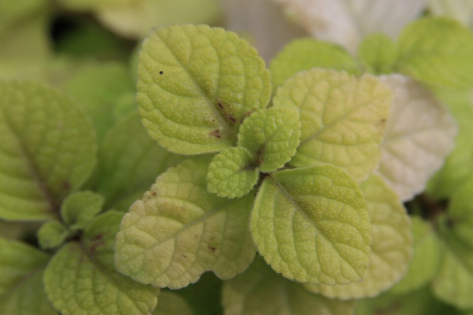 Plectranthus strigosus plant with green leaves in a pot.
