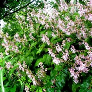 Plectranthus ecklonii plant with green leaves and purple flowers.
