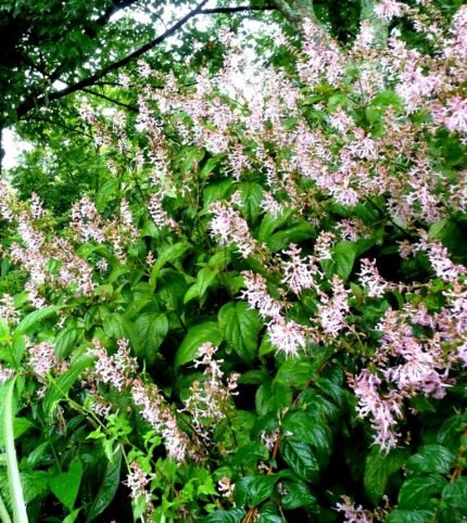 Plectranthus ecklonii plant with green leaves and purple flowers.