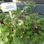 Coleus madagascariensis plant met groene bladeren en witte bloemen in botanische tuin.