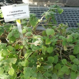 Coleus madagascariensis plant met groene bladeren en witte bloemen in botanische tuin.