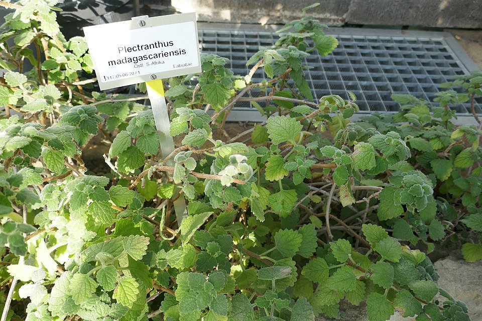 Coleus madagascariensis plant met groene bladeren en witte bloemen in botanische tuin.