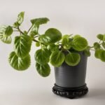 Plectranthus verticillatus in een keramische pot.