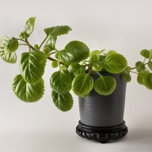 Plectranthus verticillatus in een keramische pot.