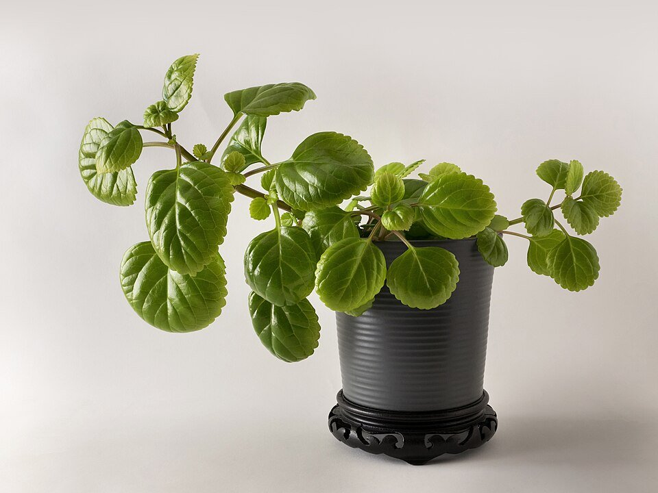 Plectranthus verticillatus in een keramische pot.
