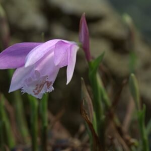 Lila en witte winterharde Pleione formosana orchidee bloem.