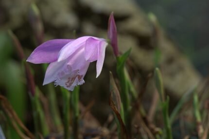 Lila en witte winterharde Pleione formosana orchidee bloem.