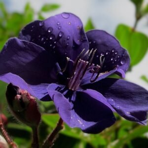 Prachtige paarse Tibouchina bloem in close-up.