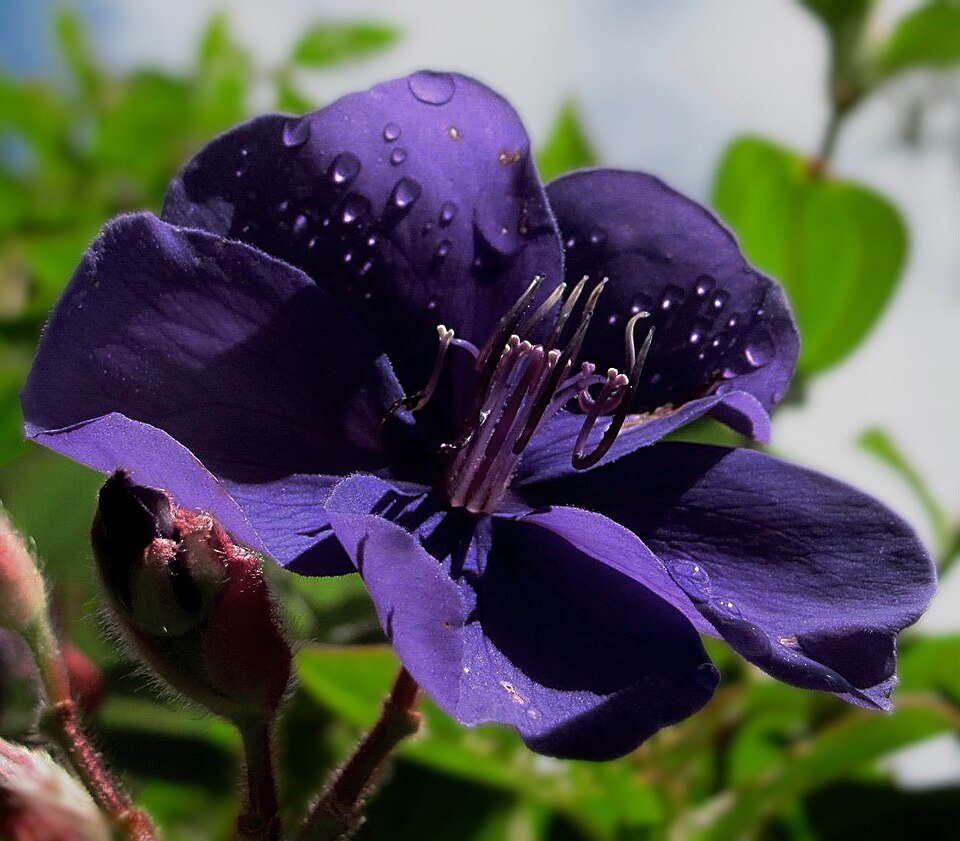 Prachtige paarse Tibouchina bloem in close-up.