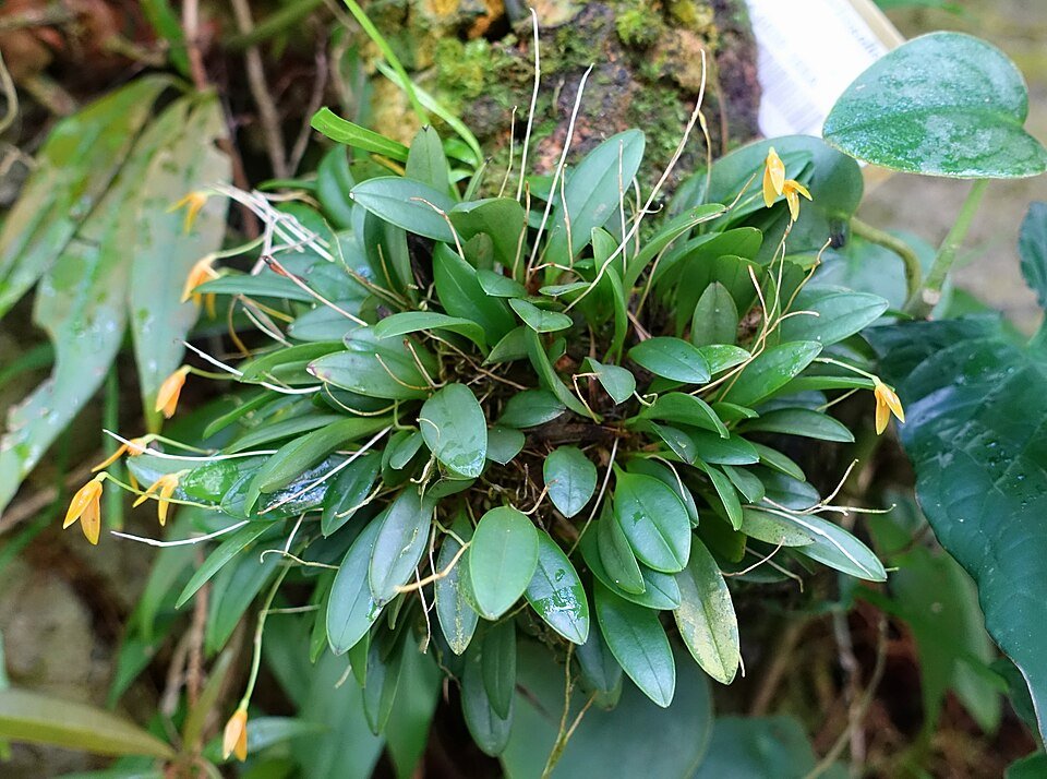 Specklinia corniculata orchidee bloem in botanische tuin.