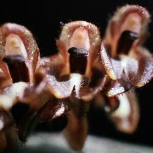 Tiny green orchid flowers on a branch, Trichosalpinx ciliaris.
