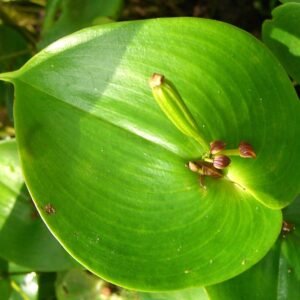 Purple heart-shaped leaves and delicate purple orchid flower of Pleurothallis cordata plant.