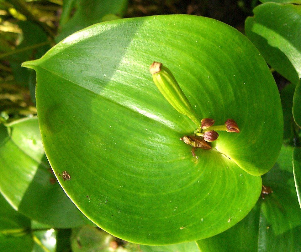 Purple heart-shaped leaves and delicate purple orchid flower of Pleurothallis cordata plant.