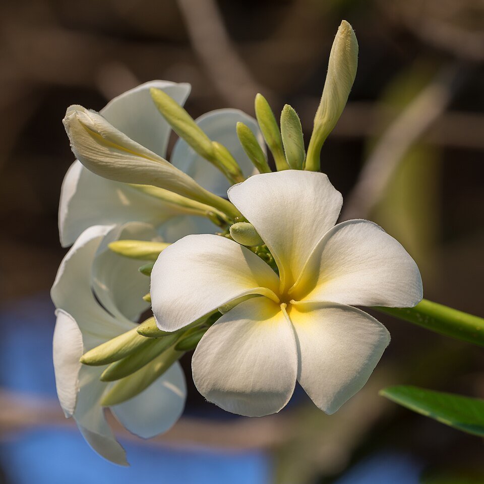 Prachtige bloemen van Plumeria (frangipani) in volle bloei.