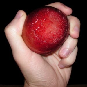 Rijpe plumcot fruit met paarse en oranje tinten.