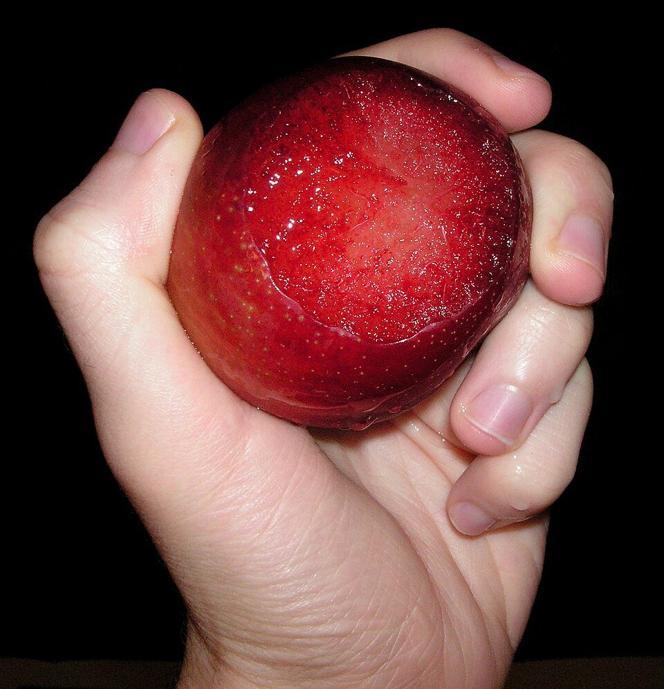 Rijpe plumcot fruit met paarse en oranje tinten.