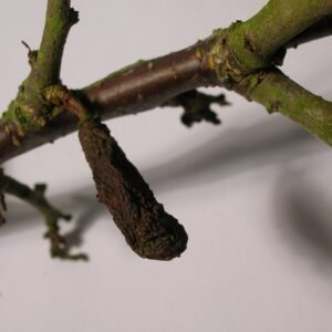 Roze bolvormige gall op tak veroorzaakt door Taphrina pruni.