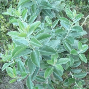 Podalyria calyptrata bloemen in Kaapstad.