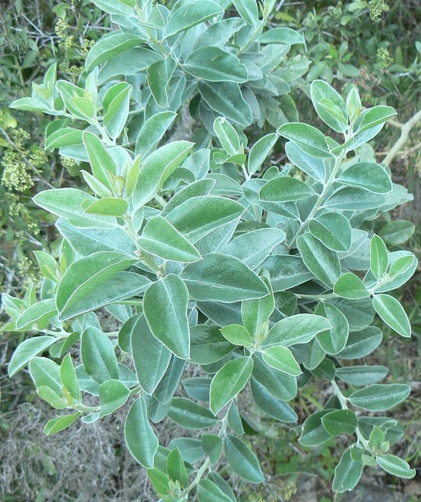 Podalyria calyptrata bloemen in Kaapstad.