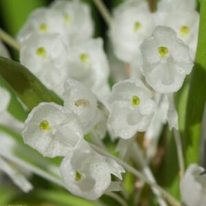 Podangis orchidee met witte en paarse bloemen op groene bladeren.
