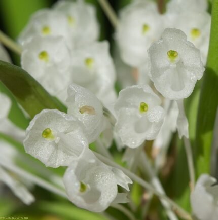Podangis orchidee met witte en paarse bloemen op groene bladeren.