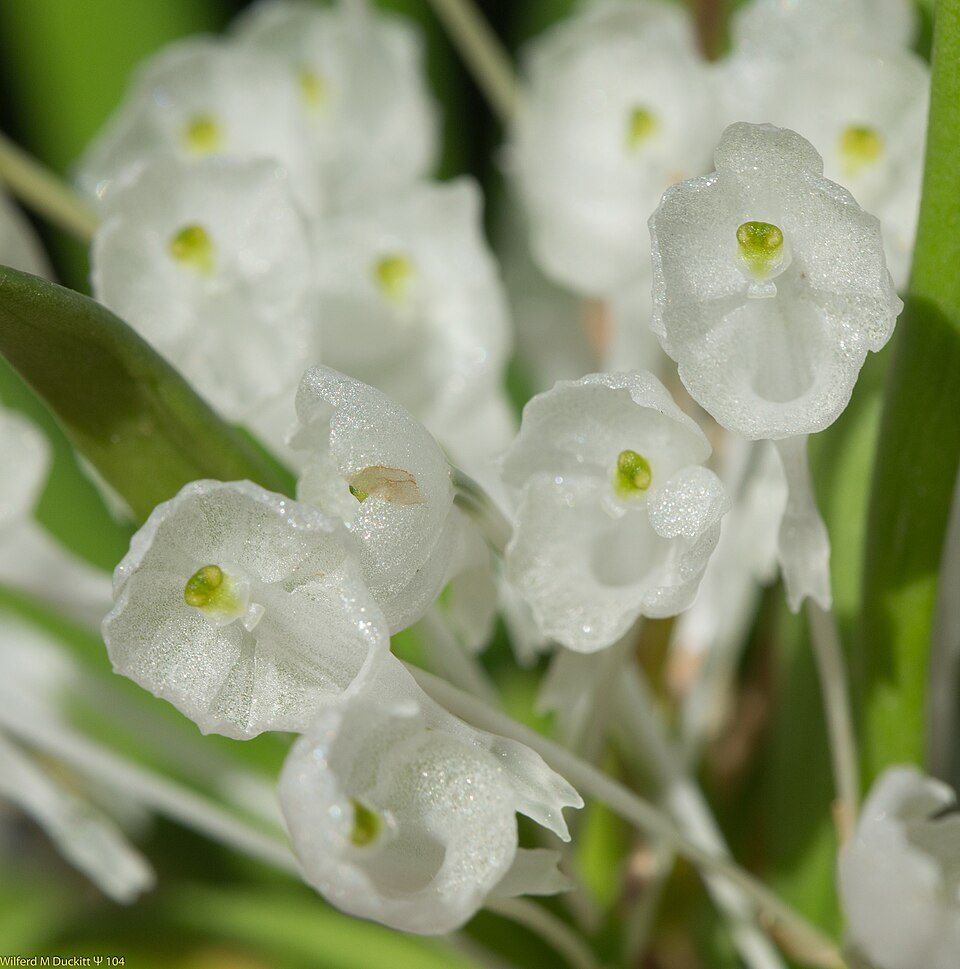 Podangis orchidee met witte en paarse bloemen op groene bladeren.