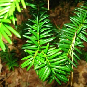 Taxus ×media takken met naaldvormige bladeren tegen een achtergrond van groen.
