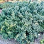 Podocarpus lawrencei in een natuurlijke omgeving.