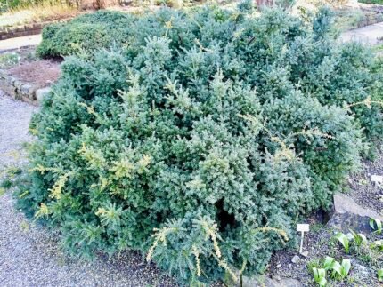 Podocarpus lawrencei in een natuurlijke omgeving.