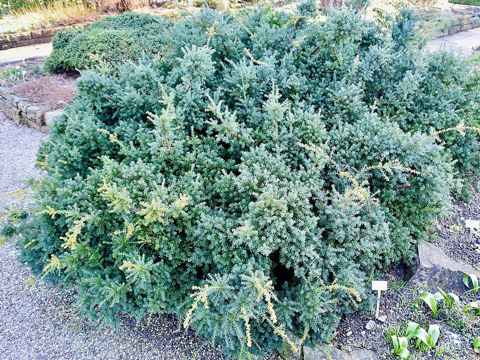 Podocarpus lawrencei in een natuurlijke omgeving.