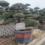 Podocarpus macrophyllus in pot met groene bladeren.