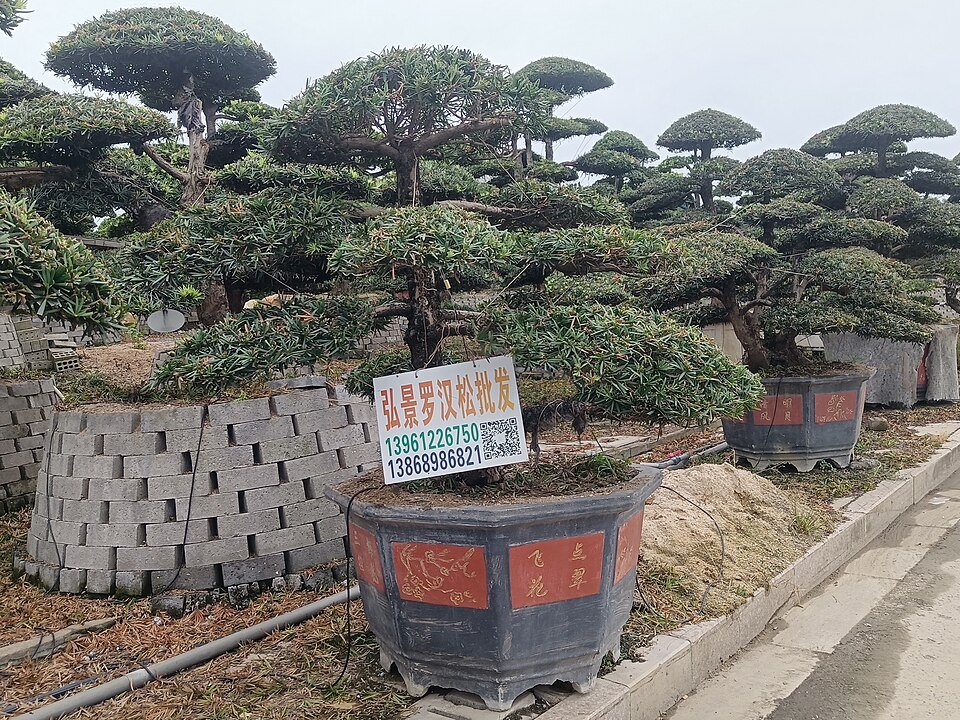 Podocarpus macrophyllus in pot met groene bladeren.