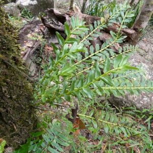 Podochilus australiensis orchidee met witte bloem en groene bladeren.