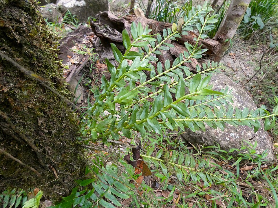 Podochilus australiensis orchidee met witte bloem en groene bladeren.