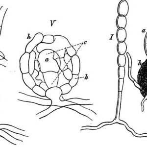 Podosphaera pannosa op plantenblad met poederachtige vlekken.