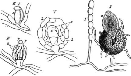 Podosphaera pannosa op plantenblad met poederachtige vlekken.