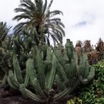 Elegante Polaskia chichipe cactus met slanke stengels en groene bladeren.