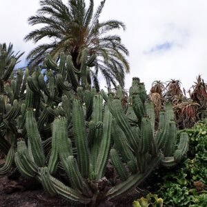Elegante Polaskia chichipe cactus met slanke stengels en groene bladeren.