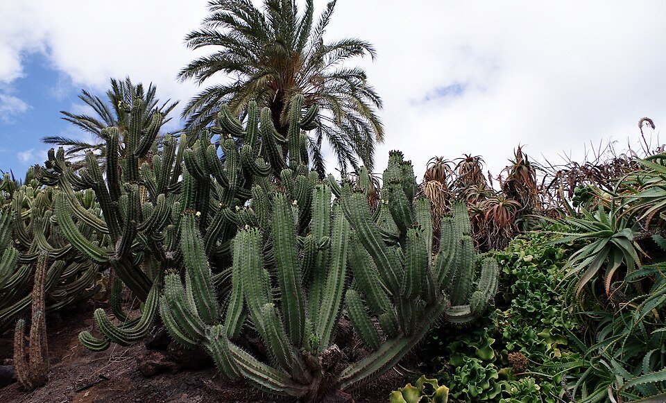 Elegante Polaskia chichipe cactus met slanke stengels en groene bladeren.