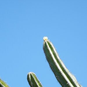 Polaskia chende cactus plant with tall green stems and spiky thorns.