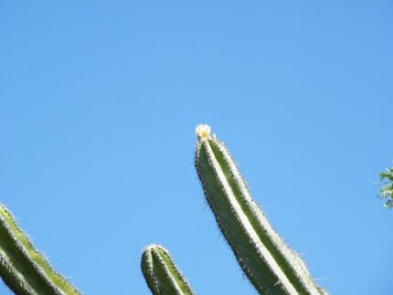 Polaskia chende cactus plant with tall green stems and spiky thorns.