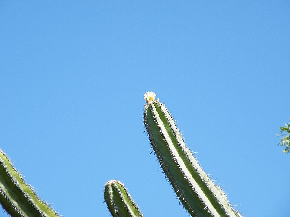 Polaskia chende cactus plant with tall green stems and spiky thorns.