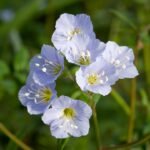Blauwe Jacobsladder bloemen met groen blad in tuinlandschap.