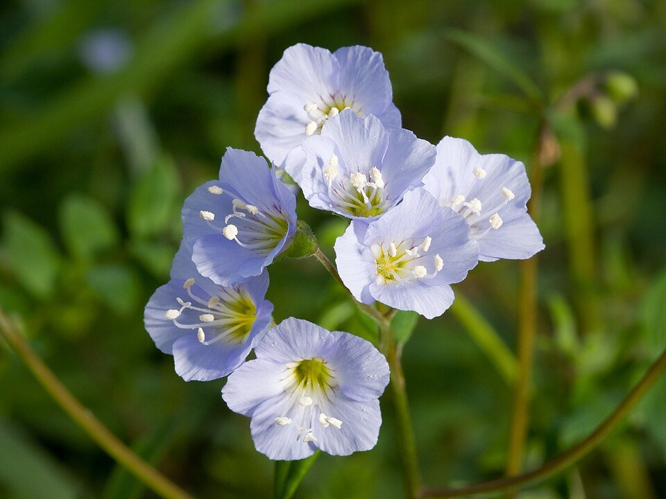 Blauwe Jacobsladder bloemen met groen blad in tuinlandschap.