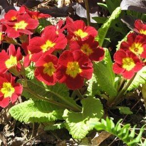 Bloeiende Primula x polyantha plant in diverse kleuren en bloemblaadjes.