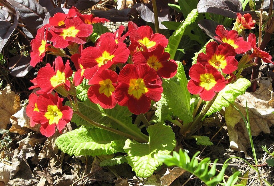 Bloeiende Primula x polyantha plant in diverse kleuren en bloemblaadjes.
