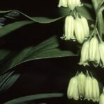 Polygonatum biflorum plant met groene stengels en ovale bladeren.