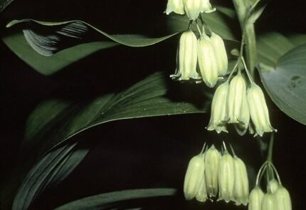 Polygonatum biflorum plant met groene stengels en ovale bladeren.