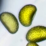 Polypodium glycyrrhiza sporen op blad, close-up.