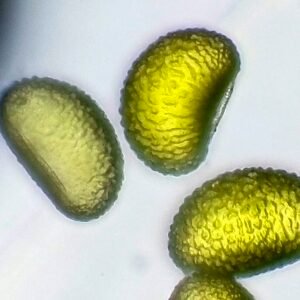 Polypodium glycyrrhiza sporen op blad, close-up.